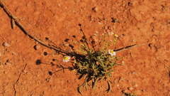 Brachyscome ciliaris