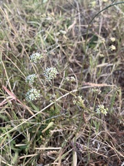 Lichtensteinia obscura
