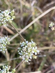 Lichtensteinia obscura