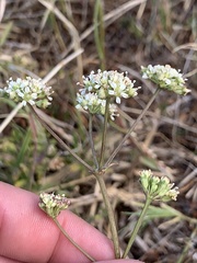 Lichtensteinia obscura