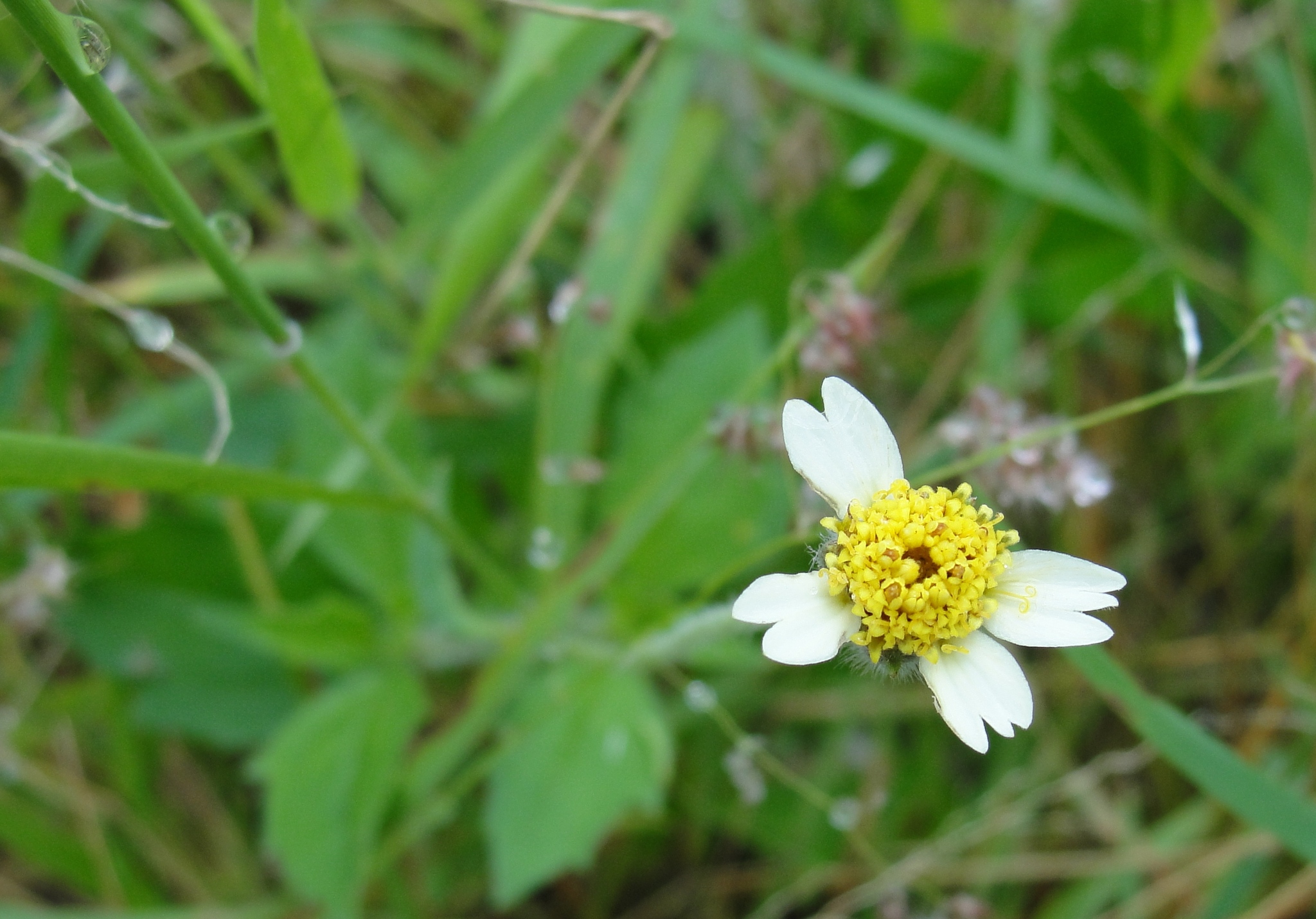 Tridax procumbens
