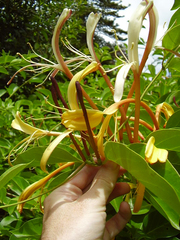 Lonicera hildebrandtiana