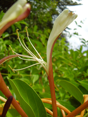 Lonicera hildebrandtiana