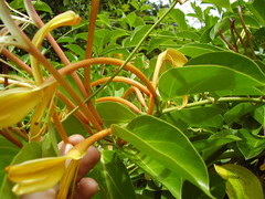 Lonicera hildebrandtiana