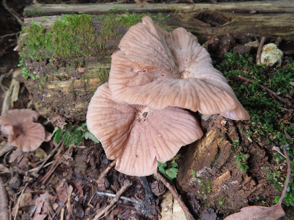Laccaria vinaceoavellanea