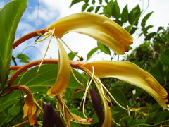 Lonicera hildebrandtiana