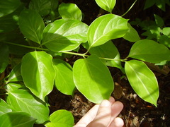 Lonicera hildebrandtiana