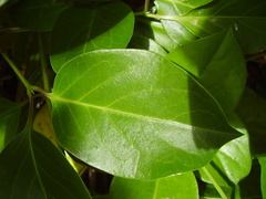 Lonicera hildebrandtiana