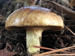 Suillus pungens