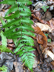 Dryopteris celsa