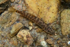 Schistura notostigma