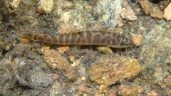 Schistura notostigma