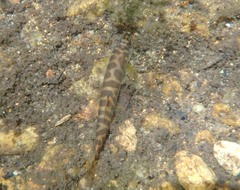 Schistura notostigma