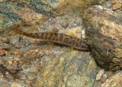 Schistura notostigma