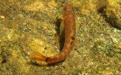 Schistura notostigma