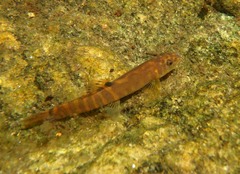 Schistura notostigma