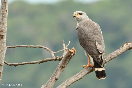 Gray Hawk