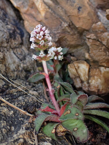 Crassula brachystachya