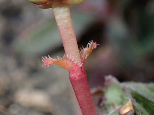 Crassula brachystachya