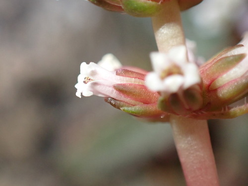 Crassula brachystachya
