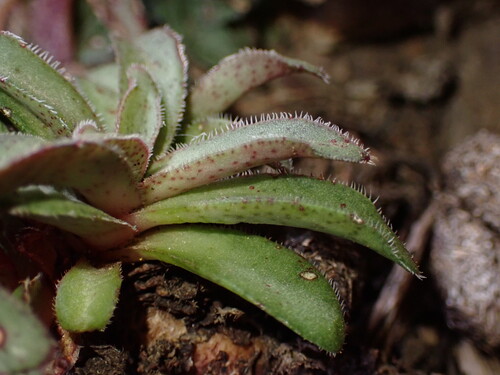 Crassula brachystachya