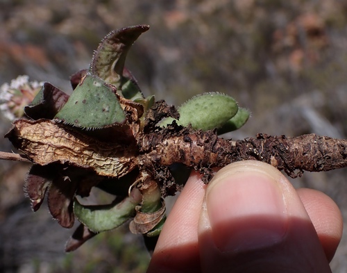 Crassula brachystachya