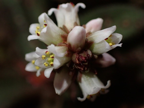 Crassula brachystachya