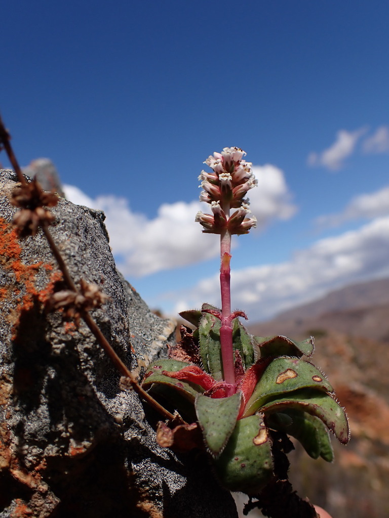 Crassula brachystachya, Western Cape, ZA
