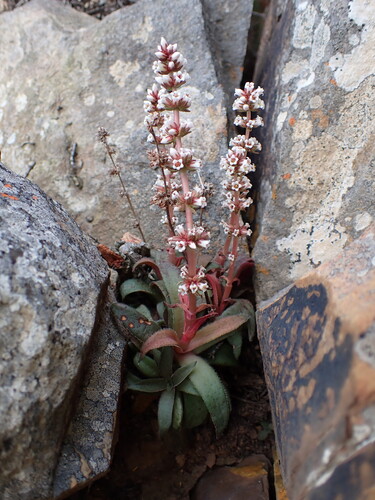 Crassula brachystachya