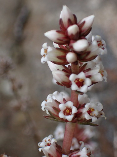 Crassula brachystachya