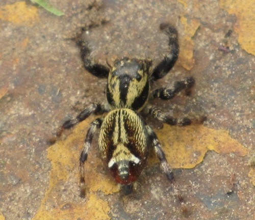 Hyllus leucomelas