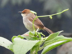 Cisticola chubbi