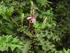 Acanthus polystachyus