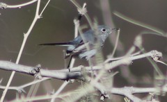 Polioptila melanura