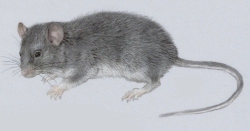 Northern Voalavo (Voalavo gymnocaudus) — Least Concern Mammalia