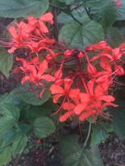 Clerodendrum speciosissimum