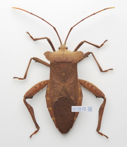 Rhamnomia dubia