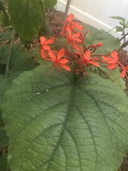 Clerodendrum speciosissimum