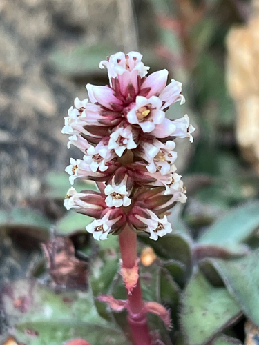 Cape Mountain Crassula (Crassula montana)