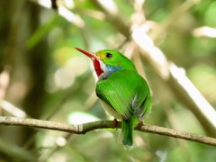 Todus multicolor