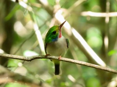 Todus multicolor