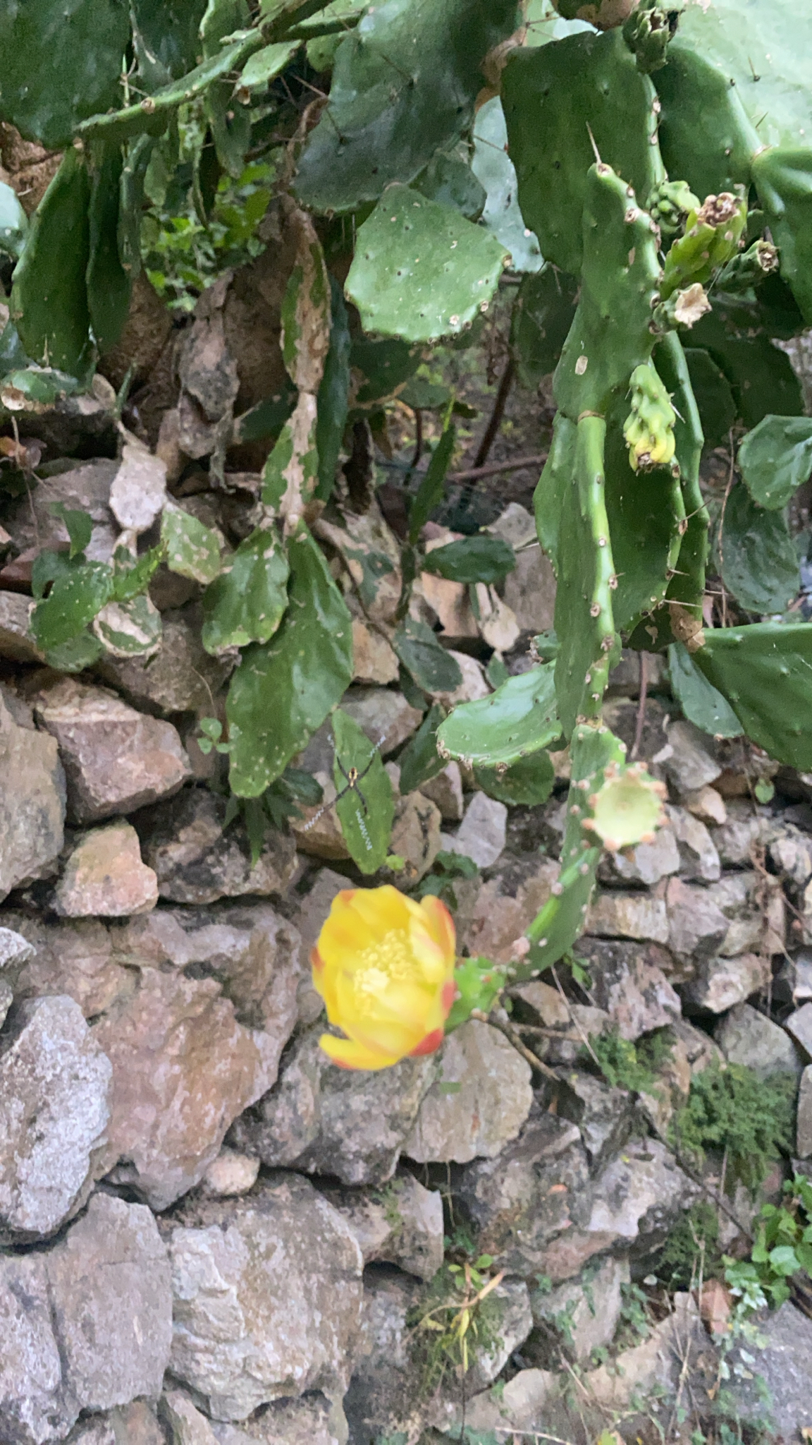 Opuntia monacantha (Opuntia monacantha)