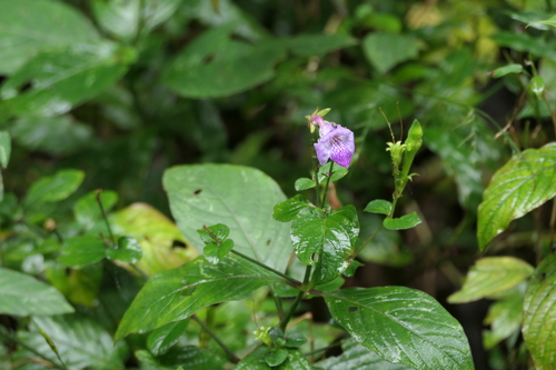 Asystasia dalzelliana, photograph 2