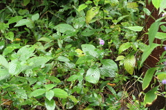 Asystasia dalzelliana, photograph (c) Dinesh Valke, some rights reserved (CC BY-SA)
