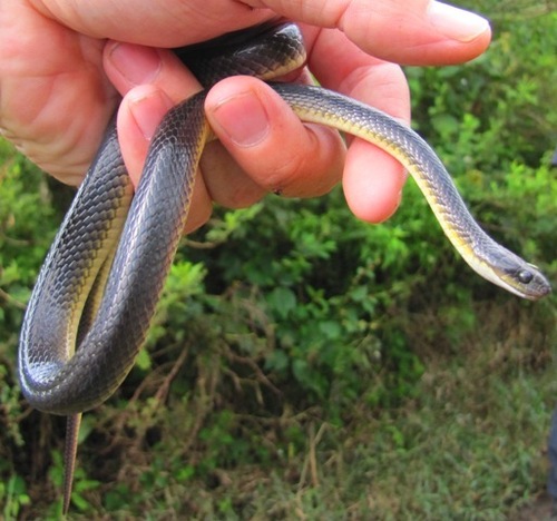 Degen’s Herald Snake