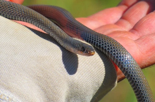 Eastern crowned smooth snake