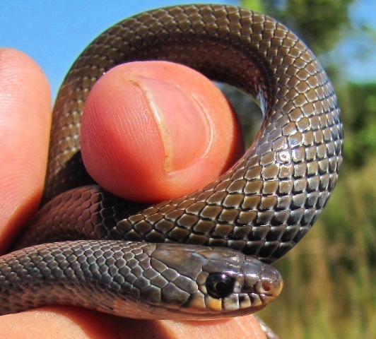 Eastern Crowned Smooth Snake