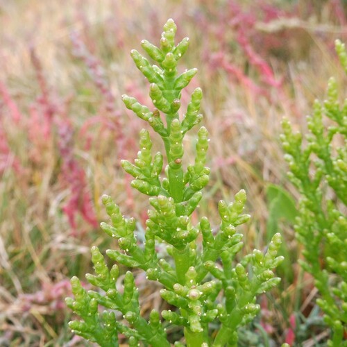 One-flowered Glasswort (Salicornia disarticulata)