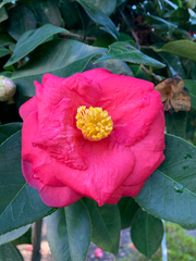 Camellia japonica