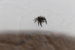 Pseudeuophrys lanigera